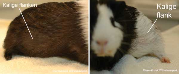 Kale flanken bij cavia's met cysteuze ovaria